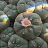 Lophophora Fricii