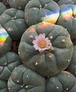 Lophophora Fricii