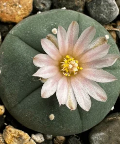 Buy Lophophora Williamsii Seeds