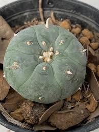Lophophora Williamsii Texas Rio Grande City
