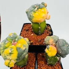 Lophophora Williamsii Caespitosa Variegata