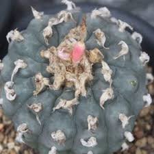 Lophophora Williamsii Variety Texensis