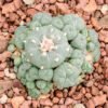 Buy Peyote Cactus
