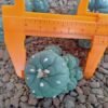 Lophophora Williamsii Jourdaniana