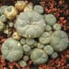 Lophophora Williamsii Jourdaniana Seeds