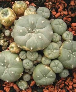 Lophophora Williamsii Jourdaniana Seeds
