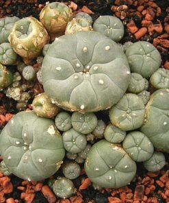 Lophophora williamsii
