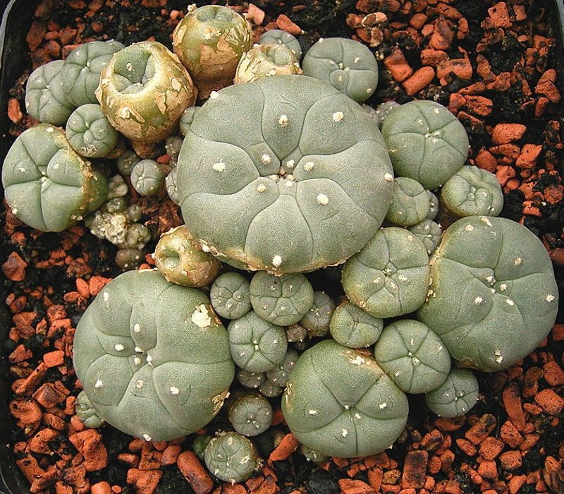 Lophophora williamsii