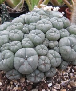 Fresh Peyote Cactus